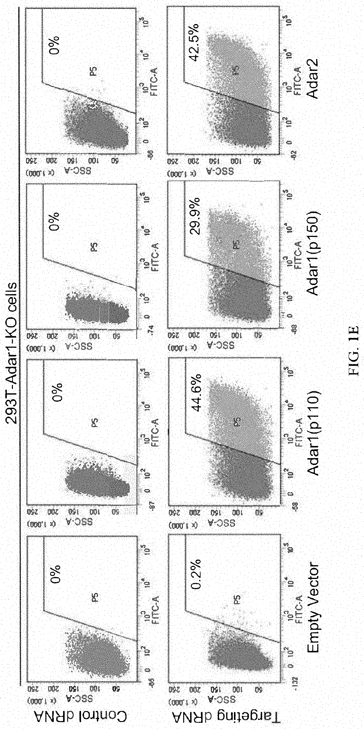 Methods and compositions for editing rnas