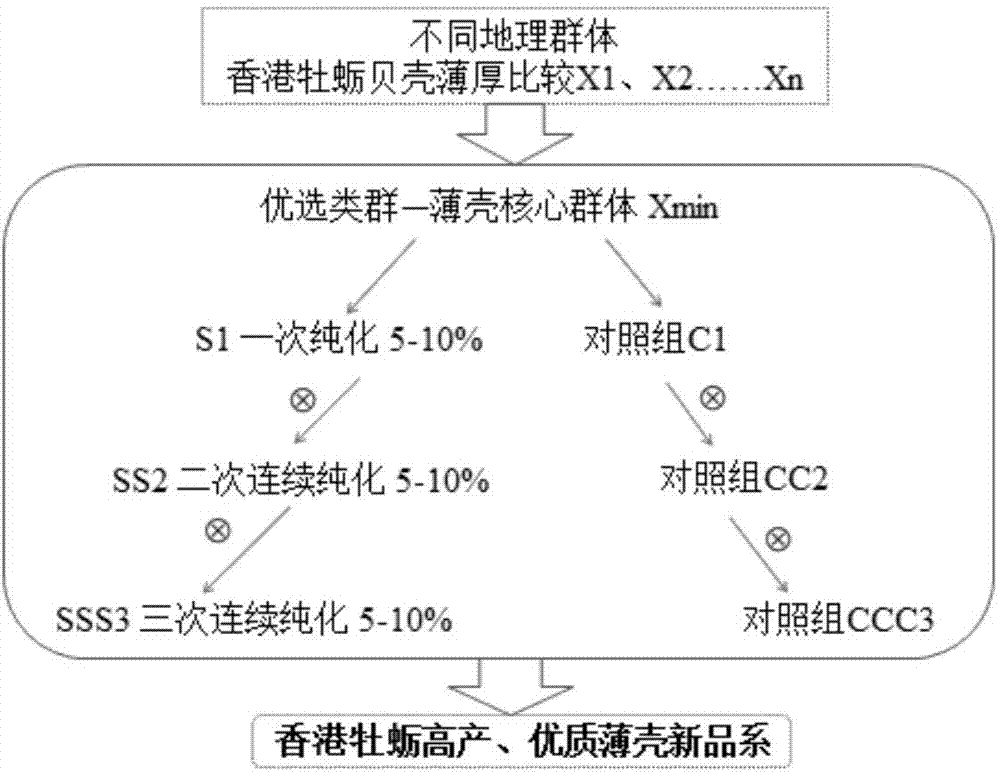 Breeding method of new thin-shell crassostrea hongkongensis variety