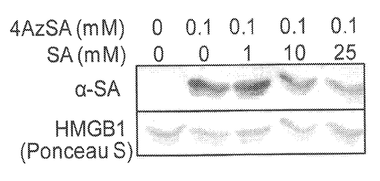 Structure and function of the salicyclic acid binding sites on human hmgb1 and methods of use thereof for the rational design of both salicyclic acid derivatives and other agents that alter animal and plant hmgbs activities