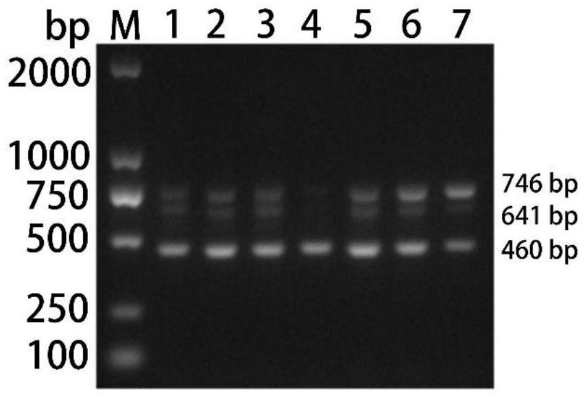 Multiplex PCR detection primer group, kit and detection method for waterfowl parvovirus, duck enteritis virus and goose astrovirus