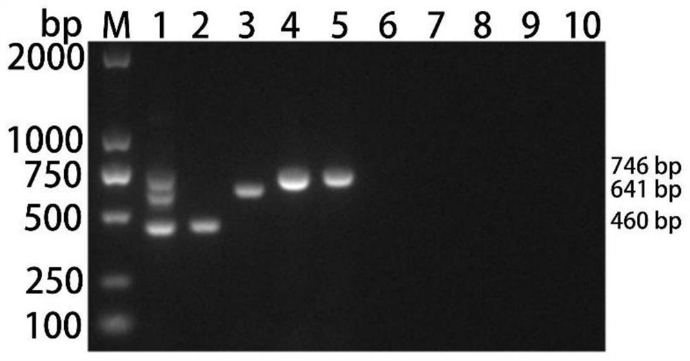 Multiplex PCR detection primer group, kit and detection method for waterfowl parvovirus, duck enteritis virus and goose astrovirus
