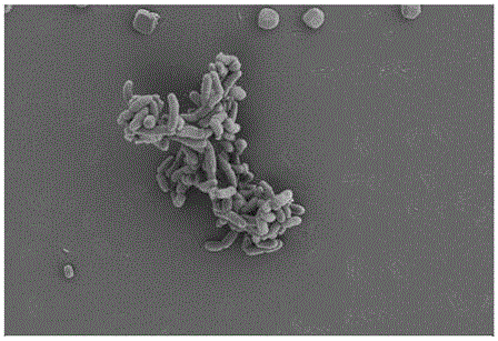 Bacillus flexus HL-37 capable of activating soil heavy metal cadmium, and applications thereof