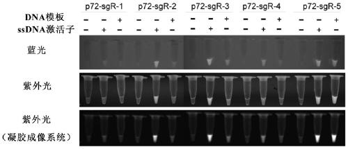 Visualized rapid nucleic acid testing method based on CRISPR-Cas12a system and application