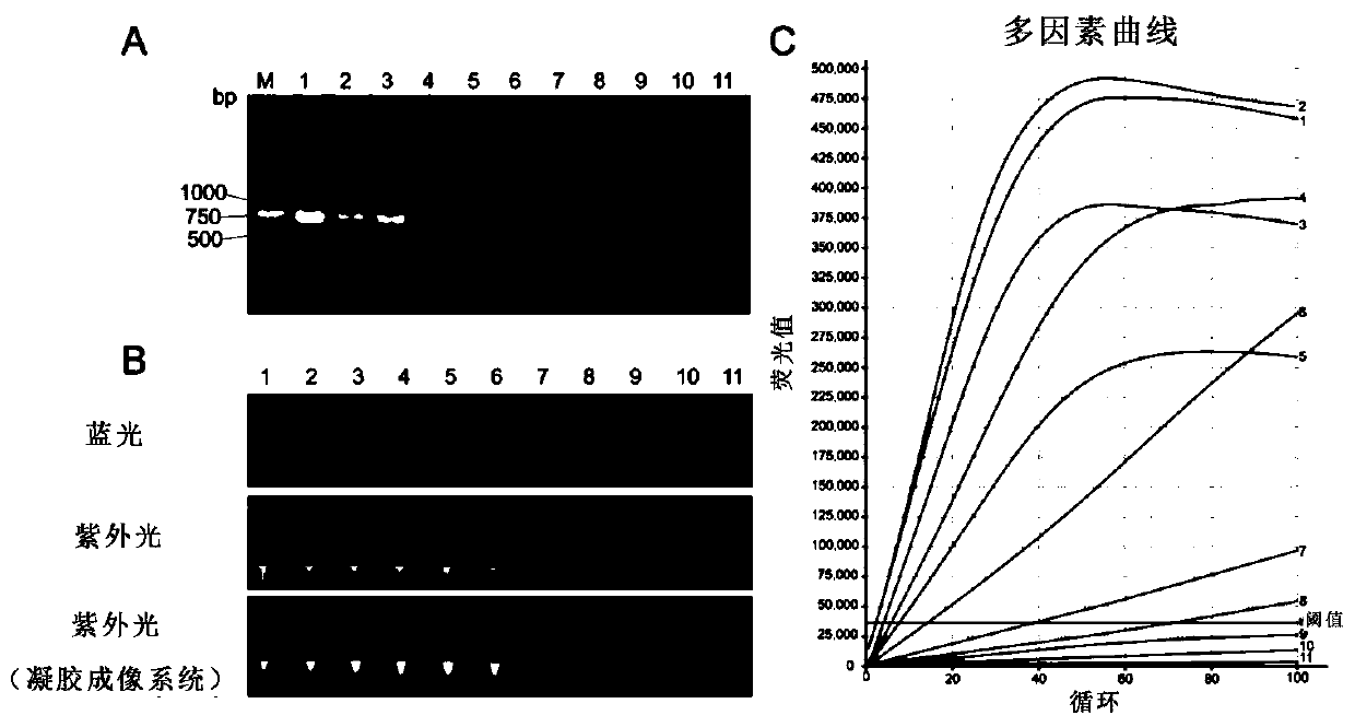 Visualized rapid nucleic acid testing method based on CRISPR-Cas12a system and application