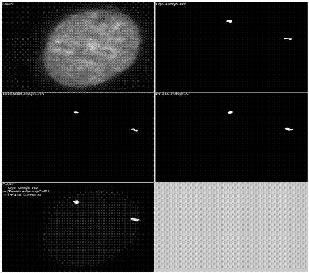 Novel high-resolution quantitative multicolor fluorescent in-situ hybridization method and application thereof