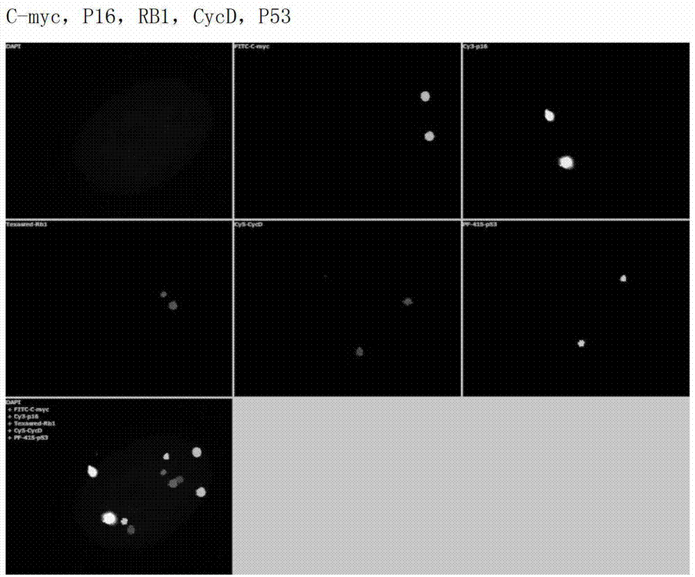 Novel high-resolution quantitative multicolor fluorescent in-situ hybridization method and application thereof