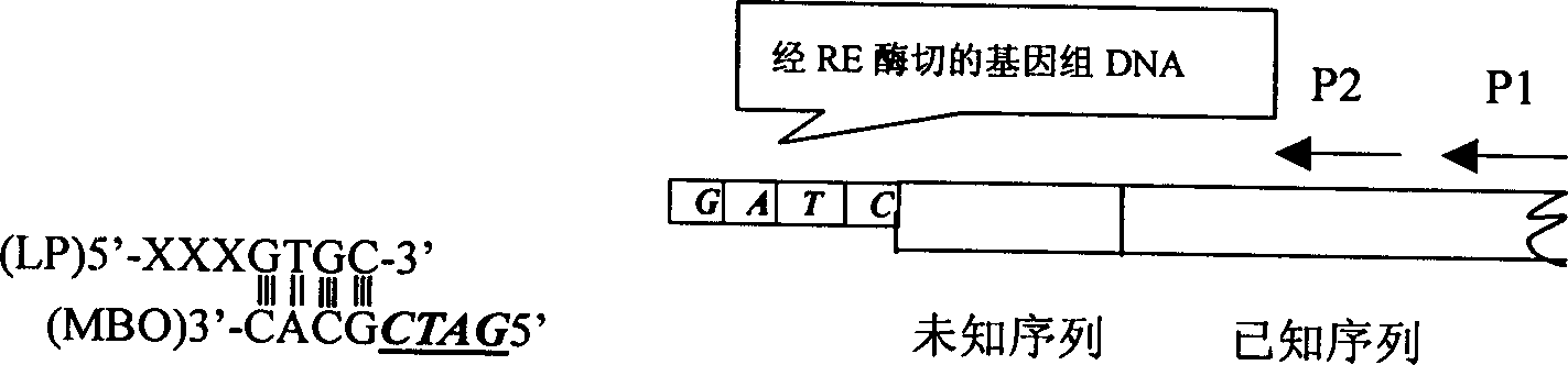 Method for determining bilateral missing sequence of defined DNA sequence utilizing PCR