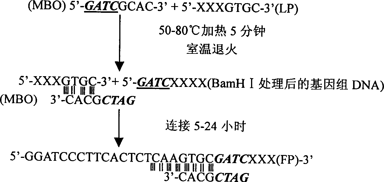 Method for determining bilateral missing sequence of defined DNA sequence utilizing PCR