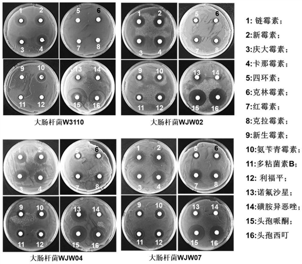 Application of composition gene cluster deletion in reducing drug resistance of escherichia coli to antibiotics