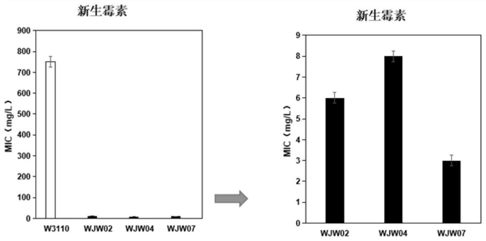 Application of composition gene cluster deletion in reducing drug resistance of escherichia coli to antibiotics