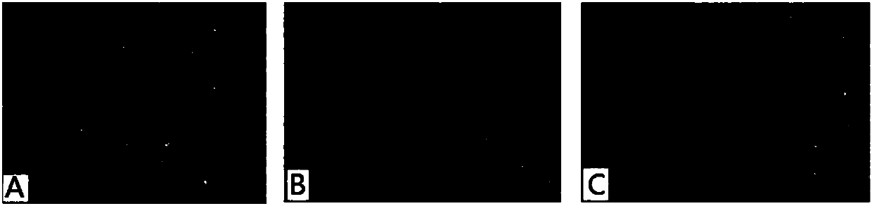 Application of fructus chebulae in preparing medicine for inhibiting and killing BVDV (bovine viral diarrhea virus)