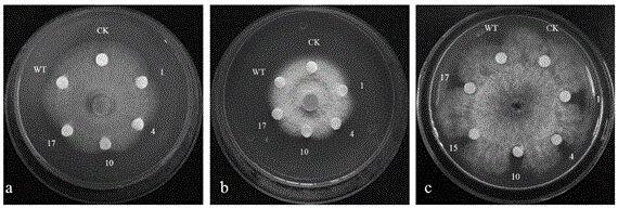 Pseudo-ginseng Dirigent-like protein gene PnDIR1 and application thereof