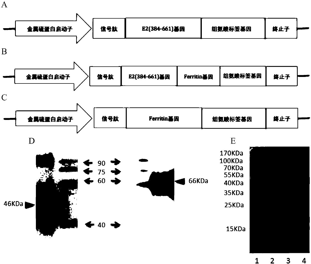 Preparation method and application of nanoparticle for showing hepatitis C virus envelope protein E2