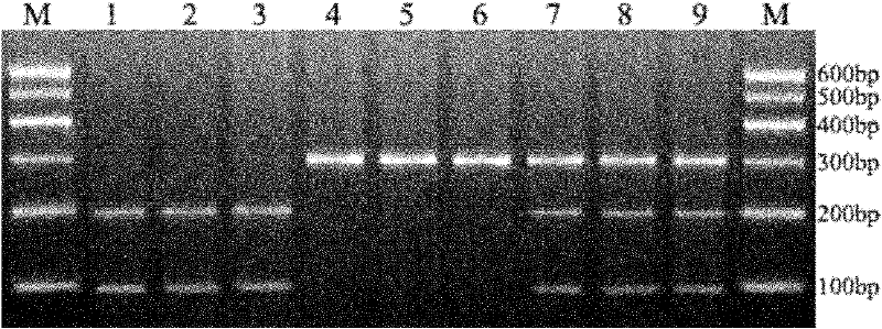 Molecular marker kit for formulating individual weight reduction scheme