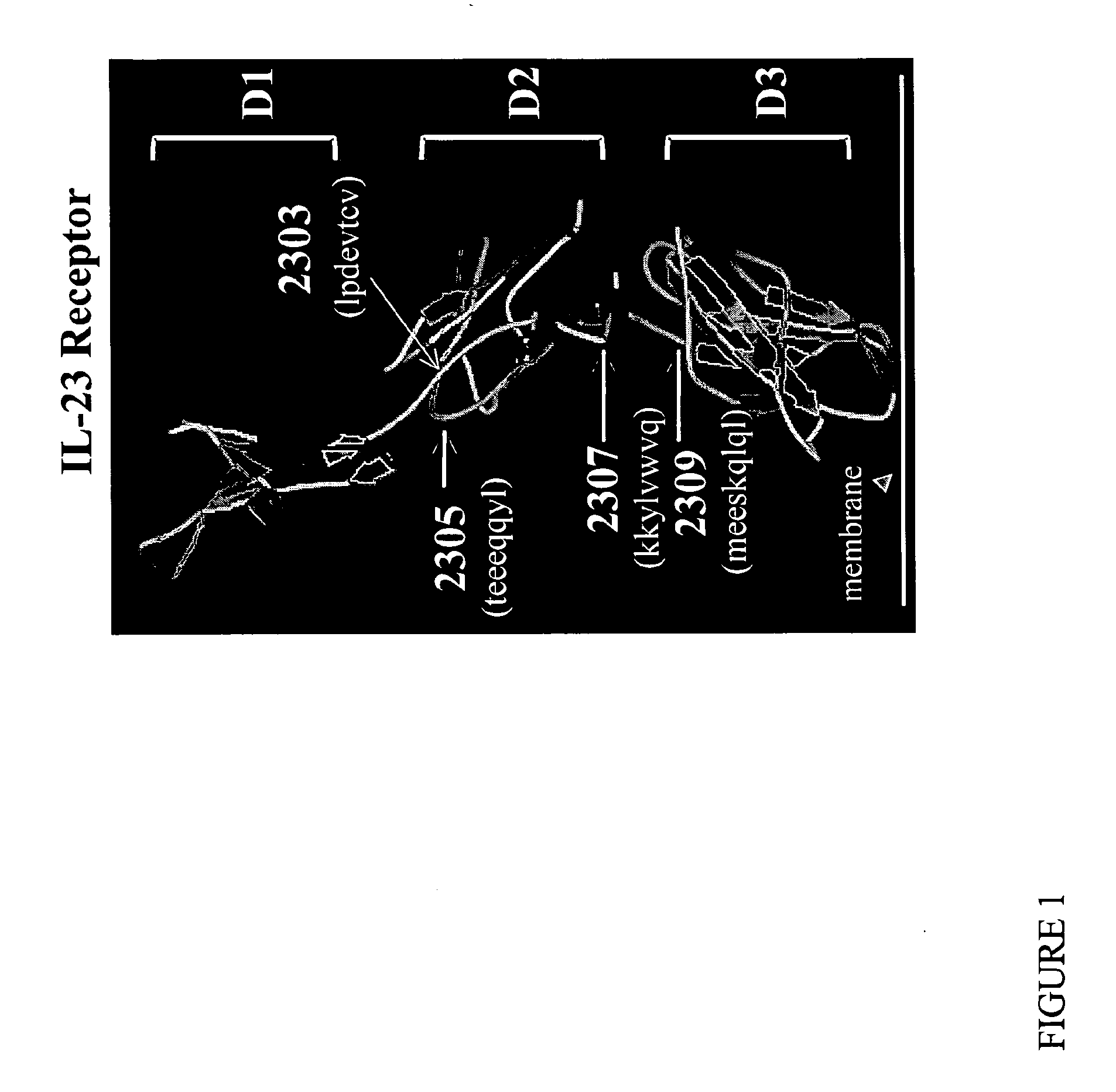 Il-23 receptor antagonists and uses thereof