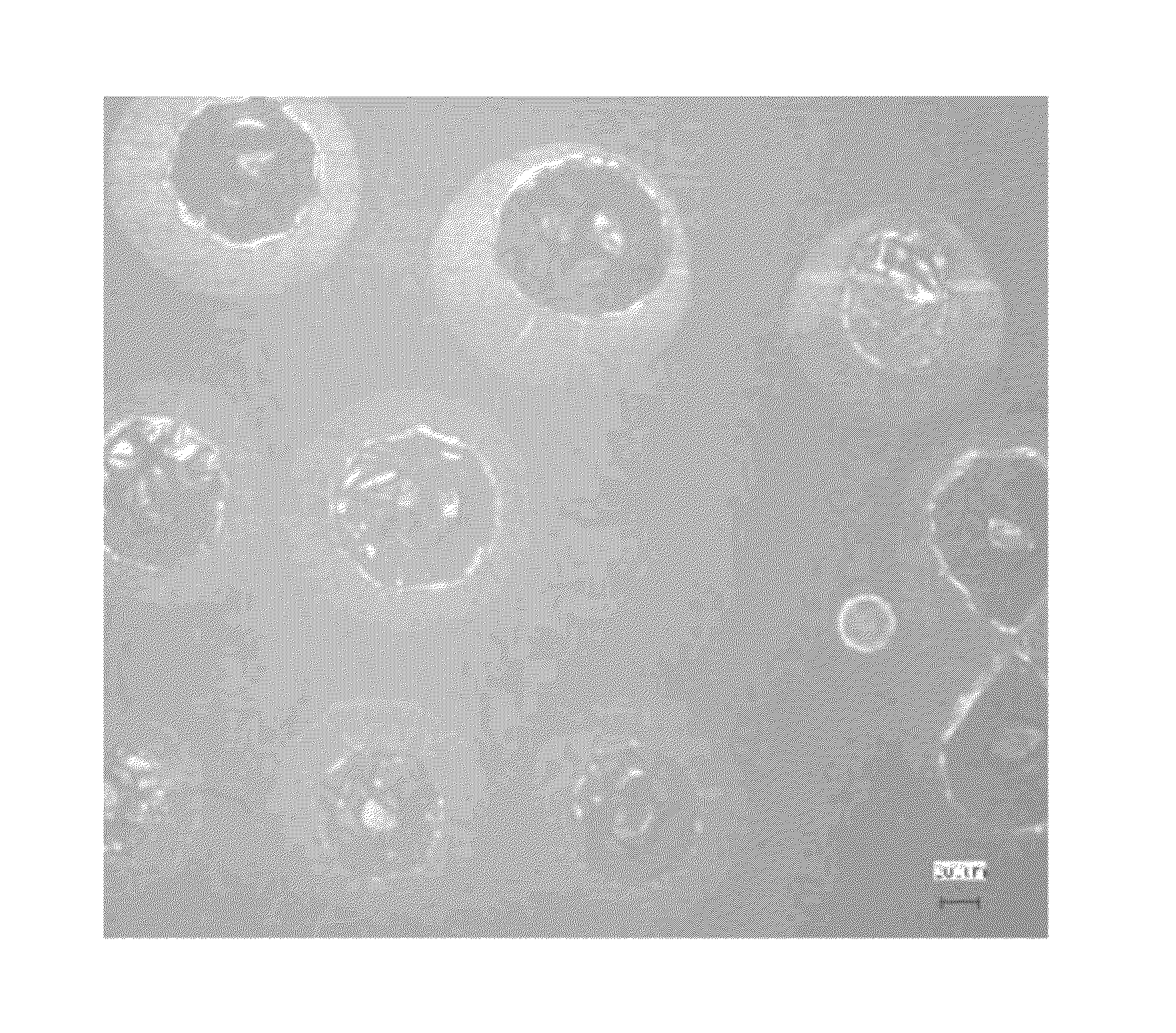 Method for producing composite semipermeable membrane