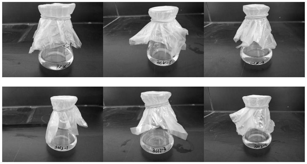 Fusarium strain ZH-H2 and application of fusarium strain ZH-H2 in degradation of organic matters