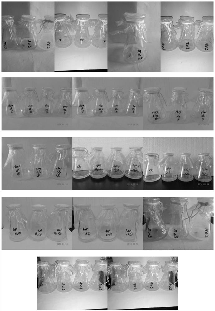 Fusarium strain ZH-H2 and application of fusarium strain ZH-H2 in degradation of organic matters