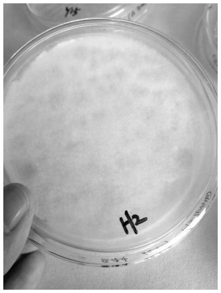 Fusarium strain ZH-H2 and application of fusarium strain ZH-H2 in degradation of organic matters