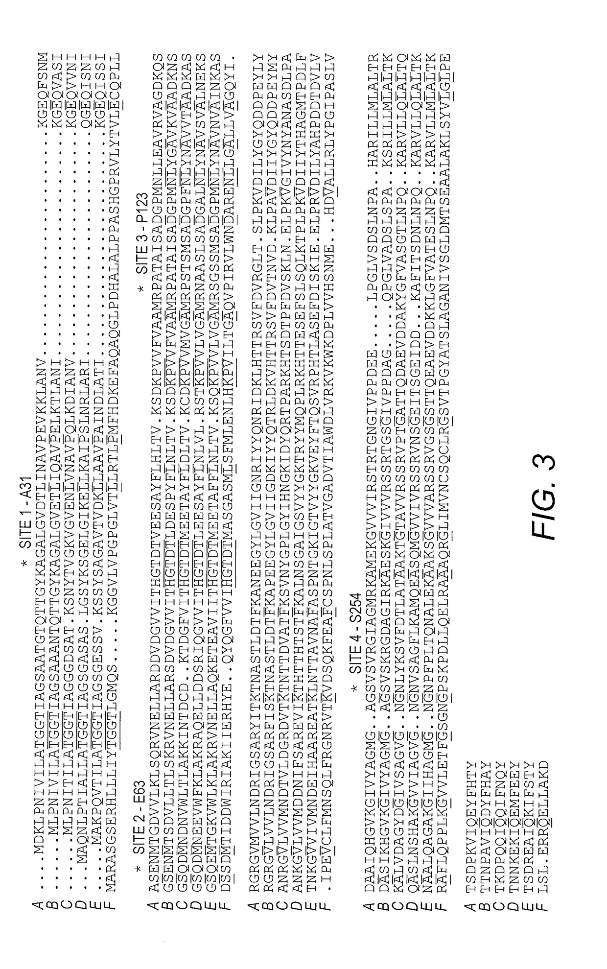 L-asparaginase variants and fusion proteins with reduced l-glutaminase activity and enhanced stability