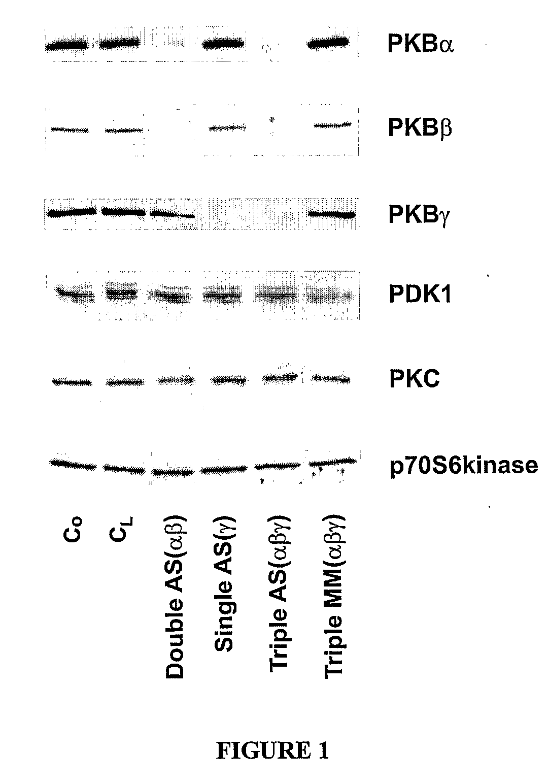 Antisense oligonucleotides against protein kinase isoforms alpha, beta and gamma