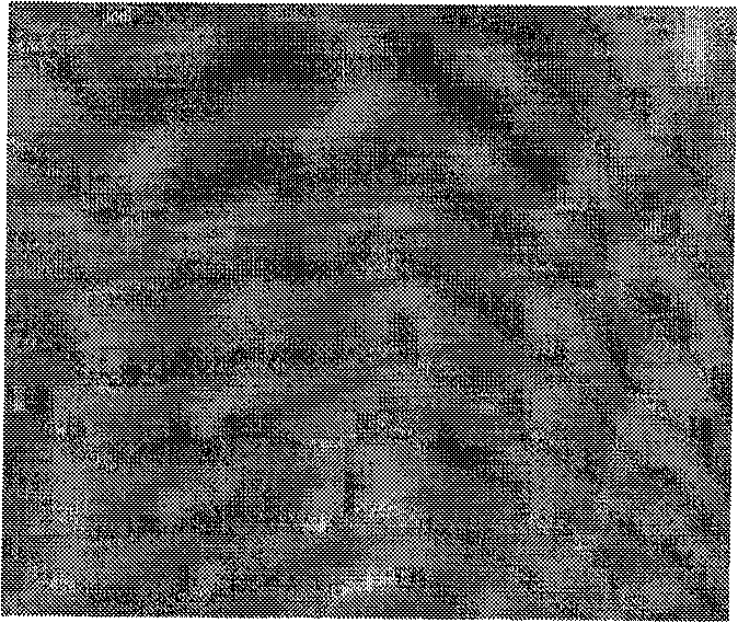 Compound permanent magnetic powder and method for preparing same