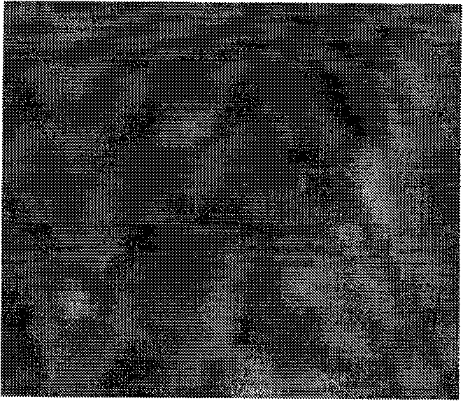 Compound permanent magnetic powder and method for preparing same