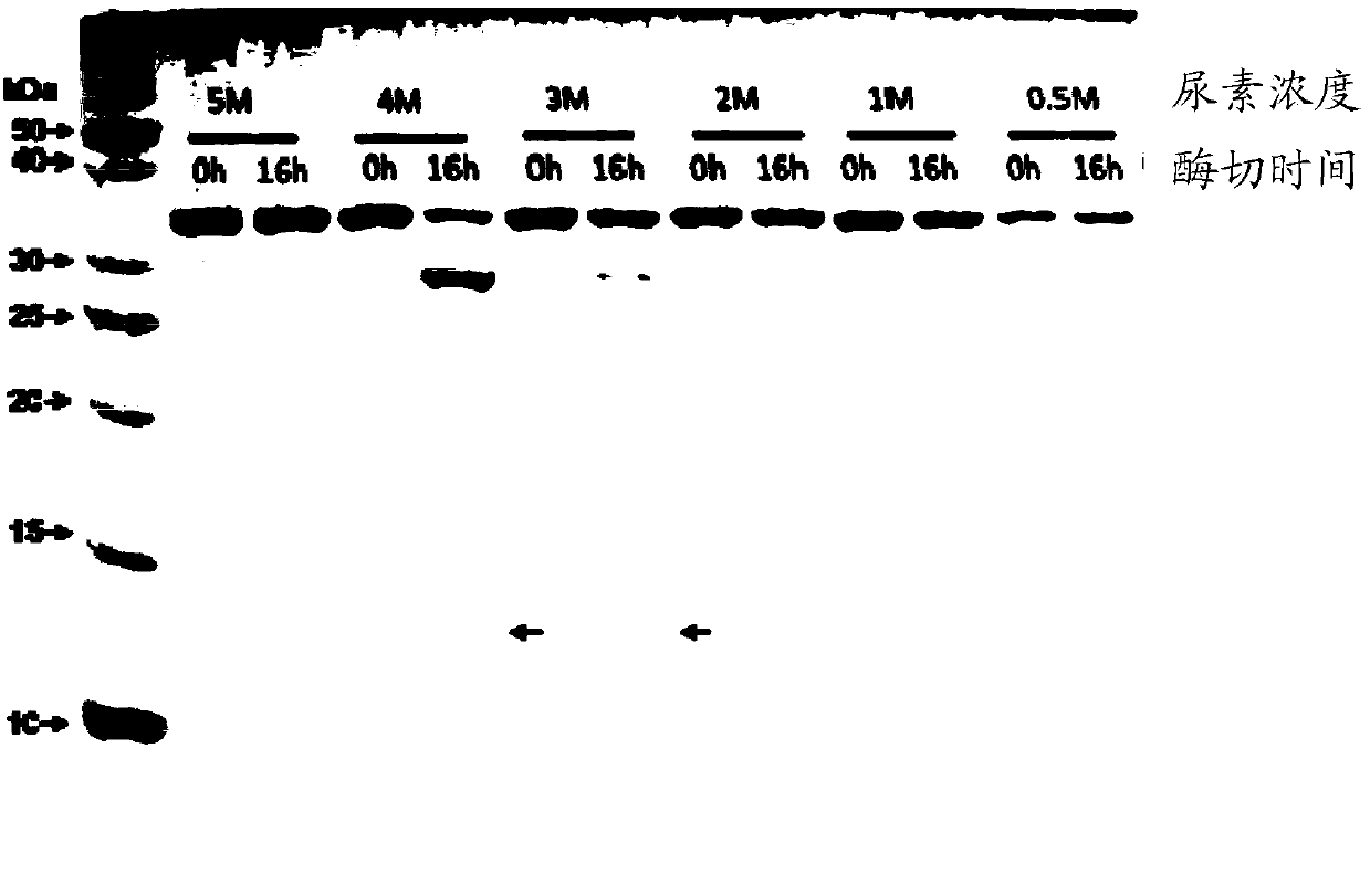 Method for screening protease variant, and protease variant obtained by method