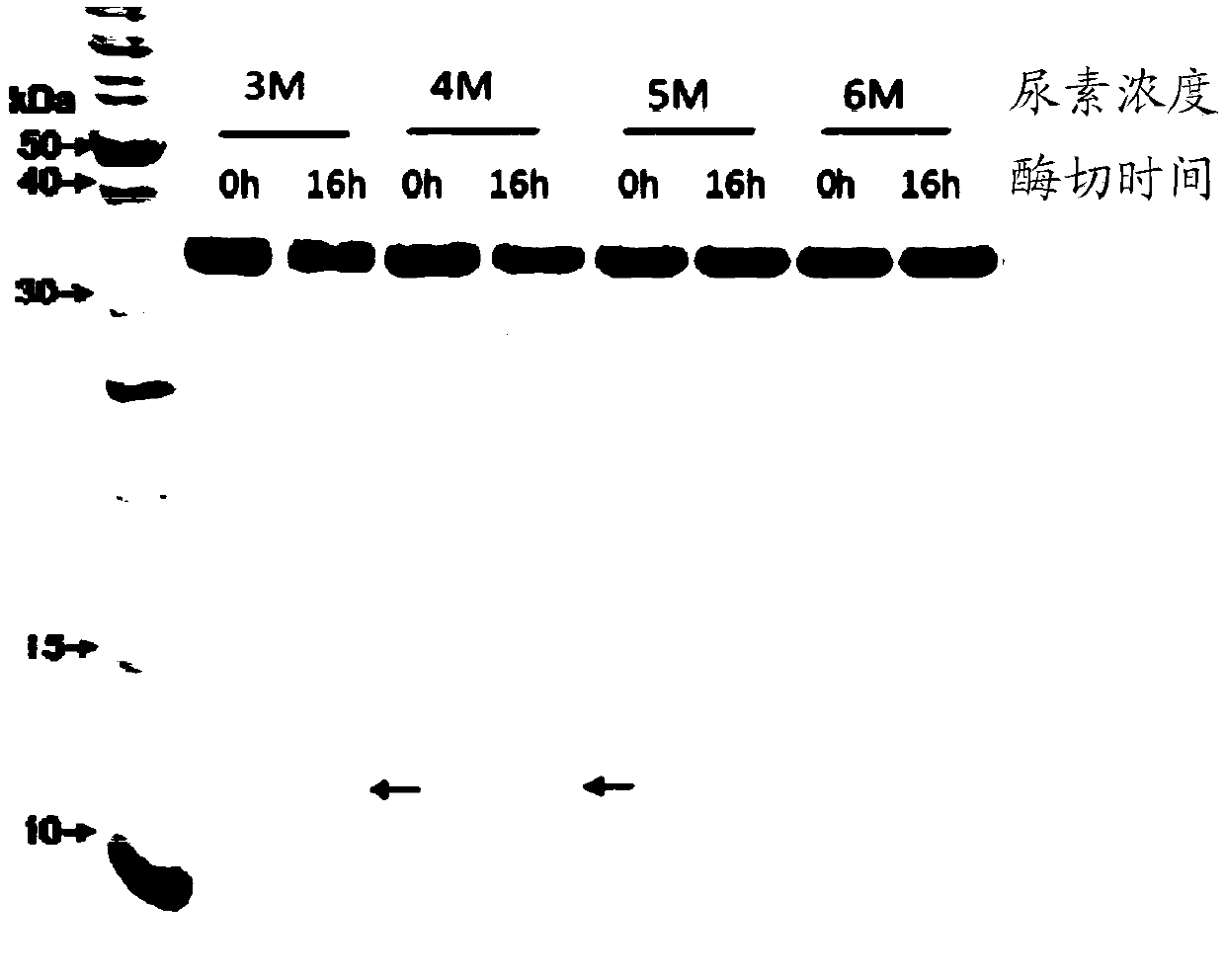 Method for screening protease variant, and protease variant obtained by method