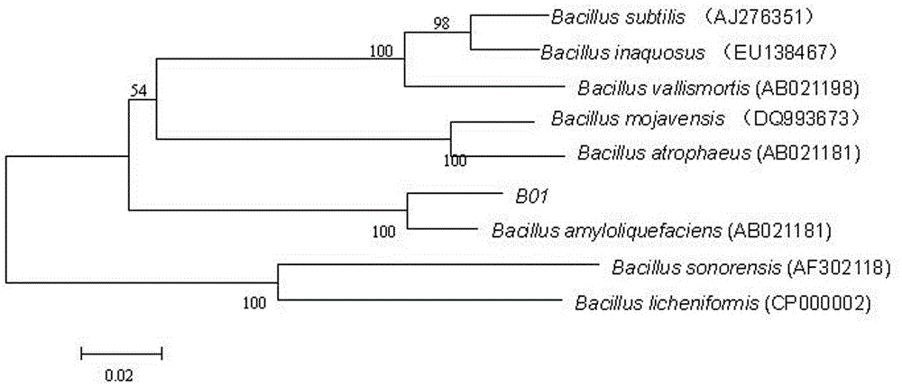 Marine Bacillus amyloliquefaciens and uses thereof