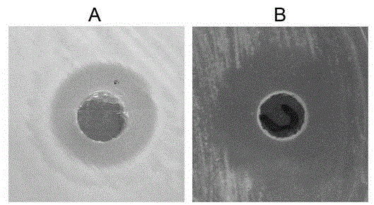 Marine Bacillus amyloliquefaciens and uses thereof