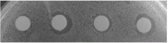 Novel edible antibacterial food packaging film and preparation method thereof