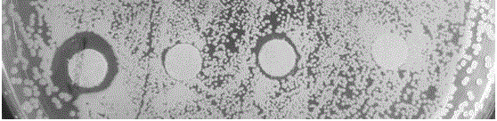 Novel edible antibacterial food packaging film and preparation method thereof