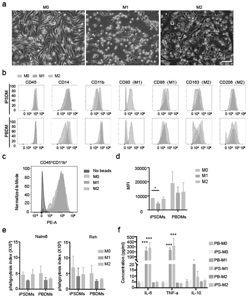 Method for differentiating macrophages from hiPS