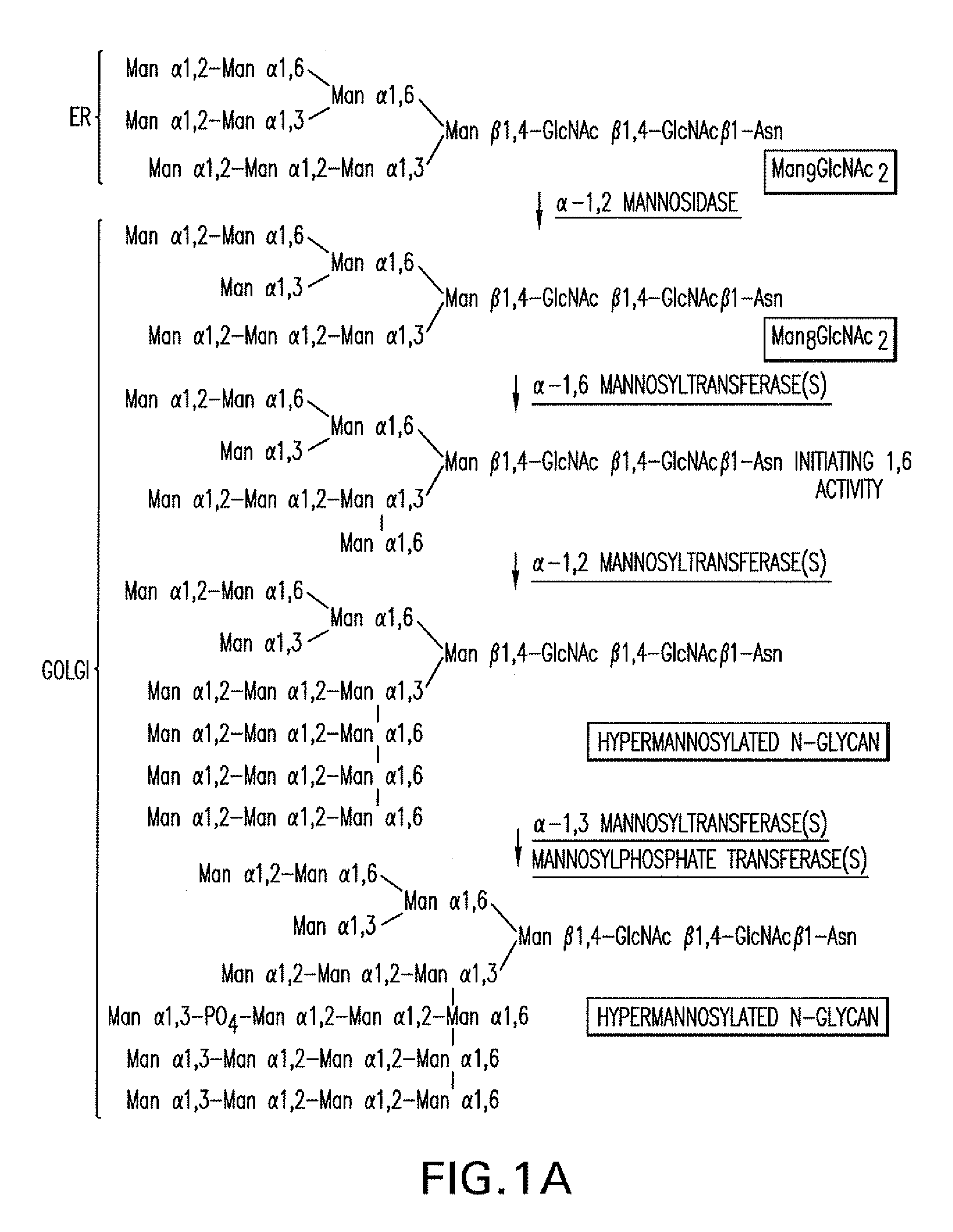 N-acetylglucosaminyltransferase III expression in lower eukaryotes