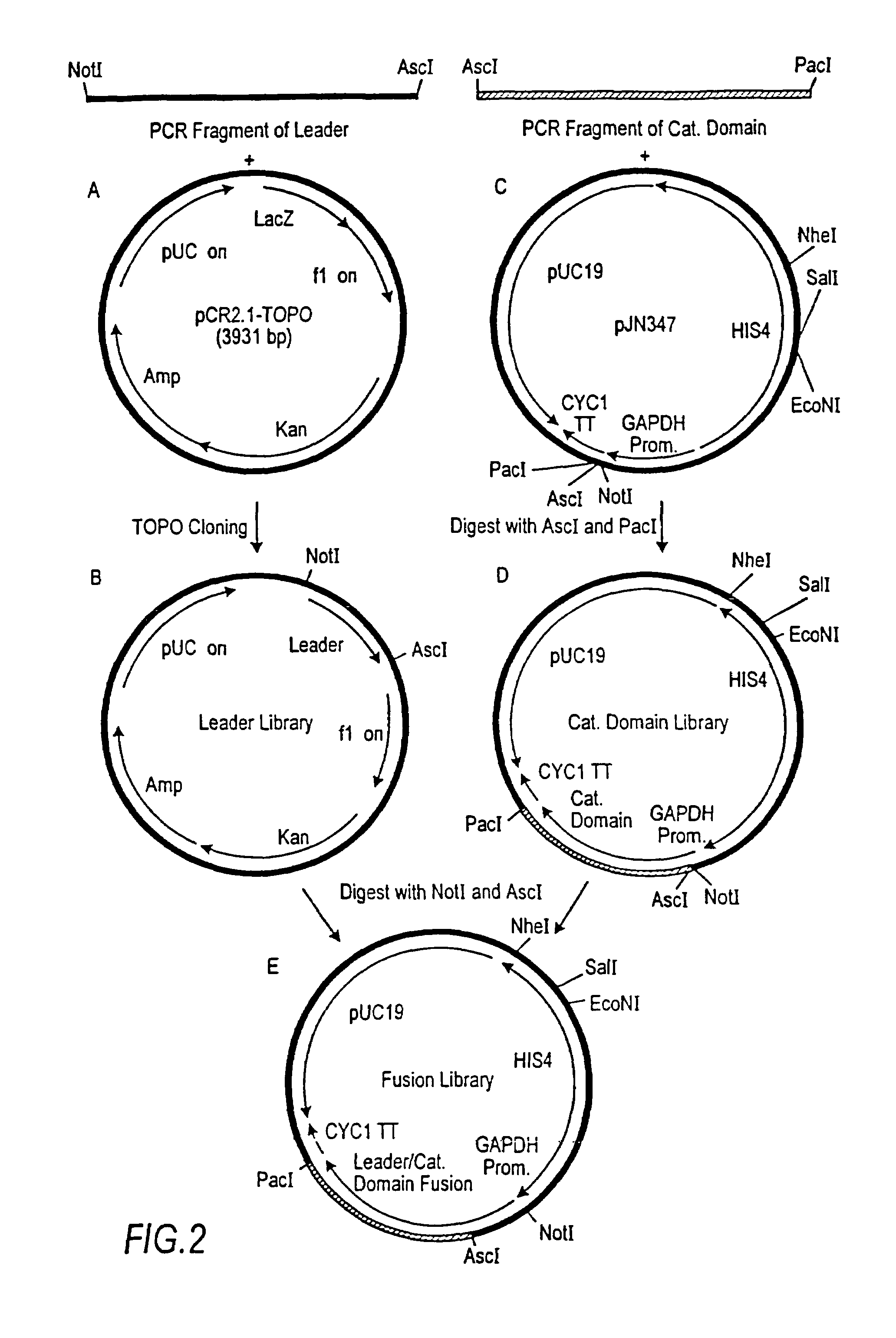 N-acetylglucosaminyltransferase III expression in lower eukaryotes