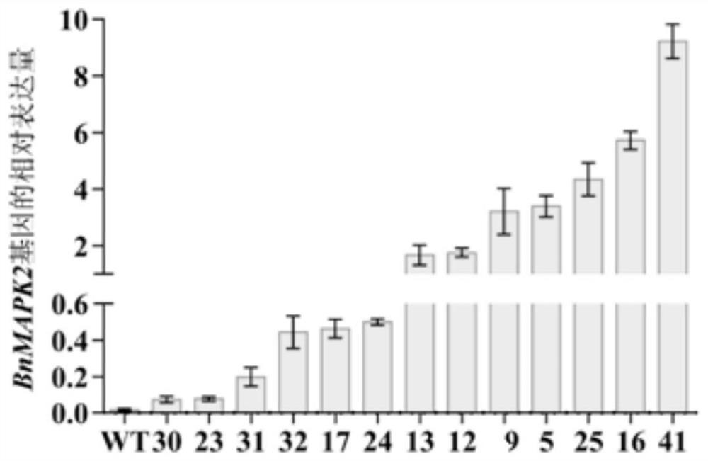 Application and method of brassica napus BnMAPK2 gene