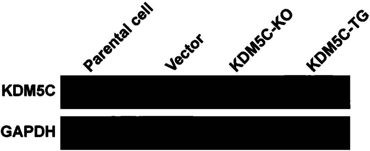 Application of histone demethylase KDM5C (lysine(K) demethylase 5C) in screening of drugs for treating the fatty liver and related diseases of the fatty liver