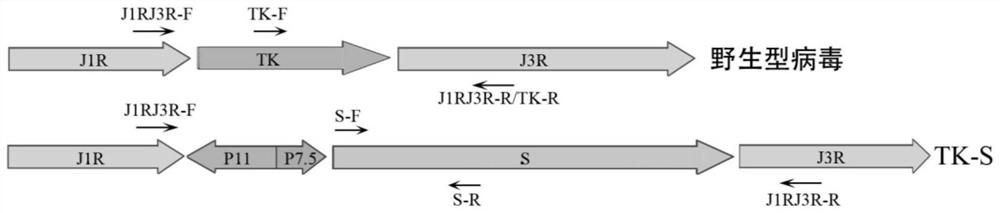 Novel coronavirus vaccine based on vaccinia virus TianTan strain