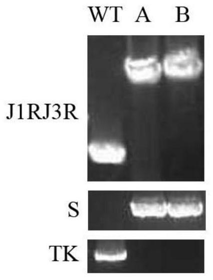 Novel coronavirus vaccine based on vaccinia virus TianTan strain