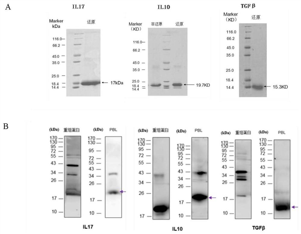 Application of Galantamine in Prevention and Treatment of Fish Enteritis Caused by Soybean Meal Feed