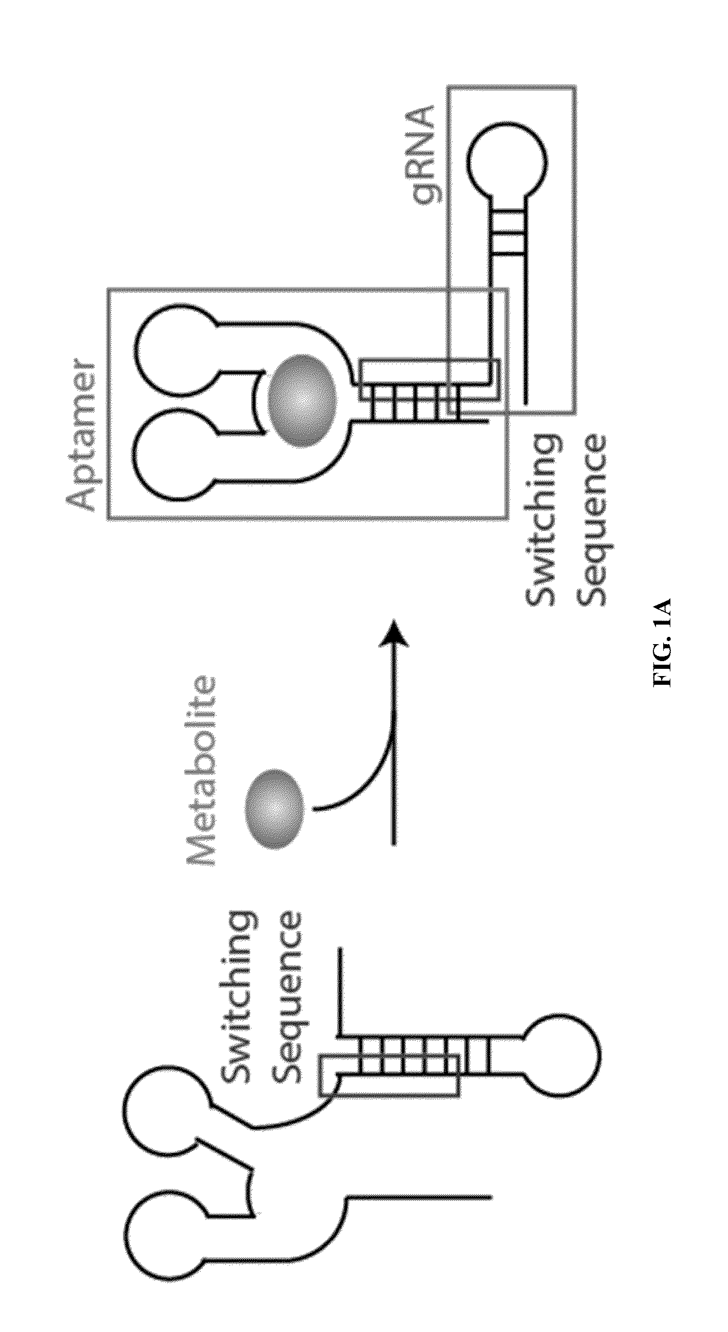 Extended DNA-Sensing GRNAS