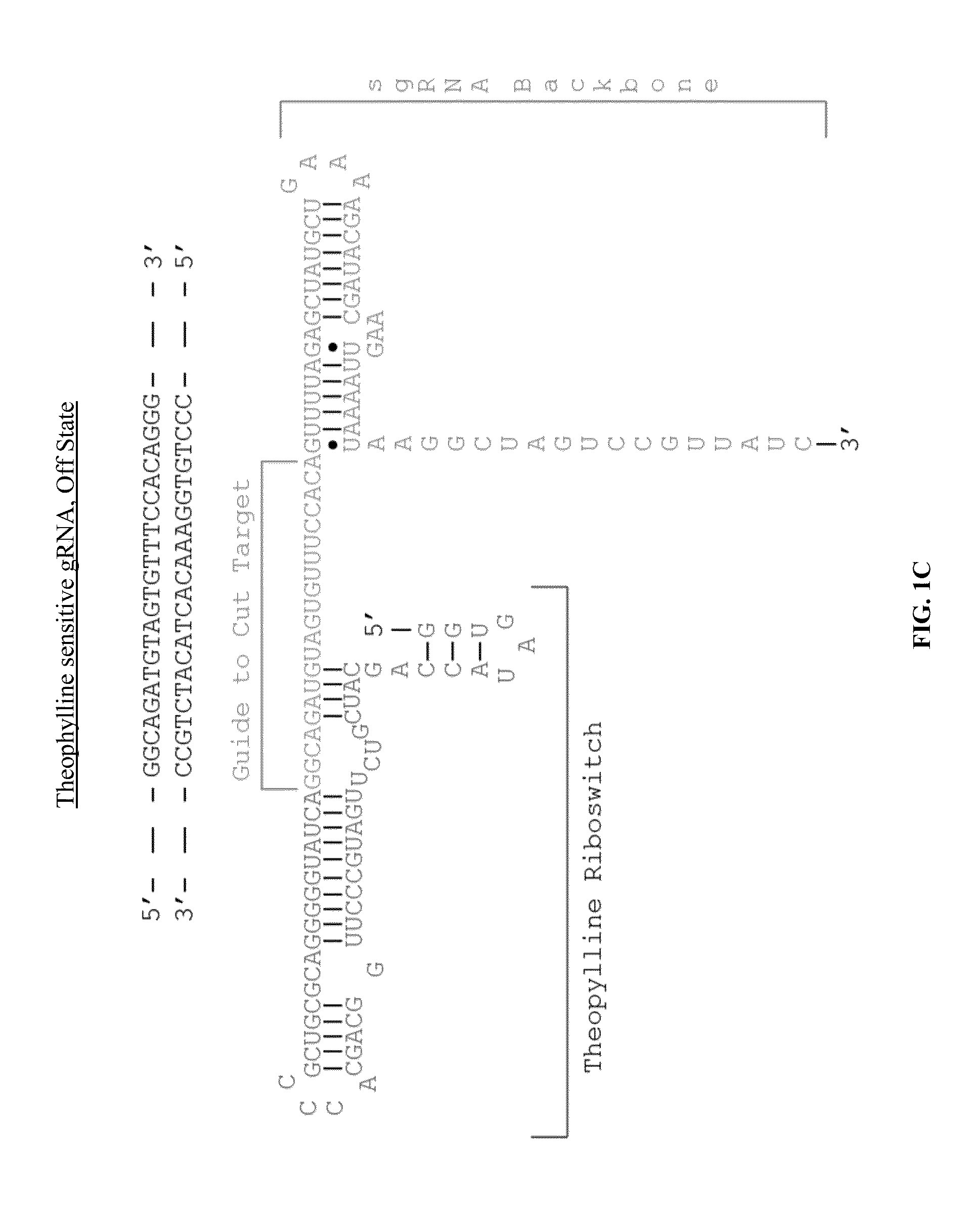 Extended DNA-Sensing GRNAS