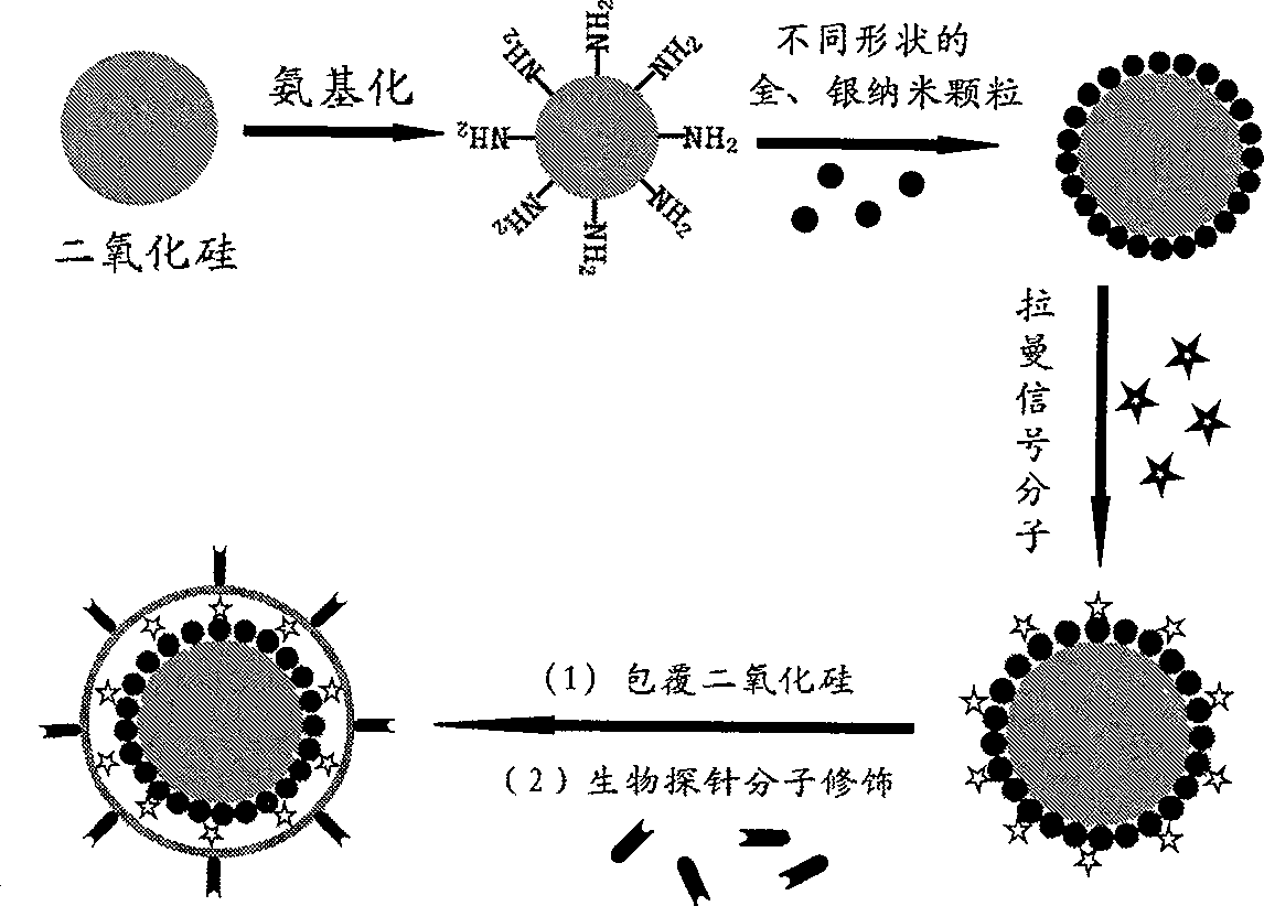 SERS biological probe and method for making same