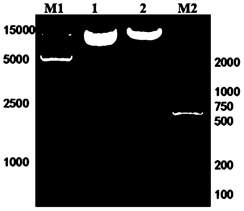 Chimeric antigen receptor and gene and recombinant expression vector thereof, carher1-nkt cell and preparation method and application thereof