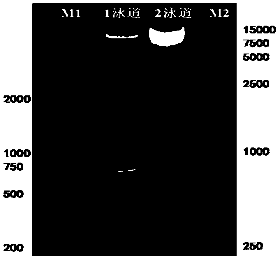 Chimeric antigen receptor and gene and recombinant expression vector thereof, carher1-nkt cell and preparation method and application thereof