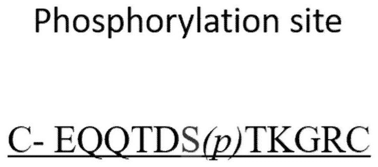 Rasal2 protein 123-site phosphorylation specific antibody, preparation method and ELISA detection kit