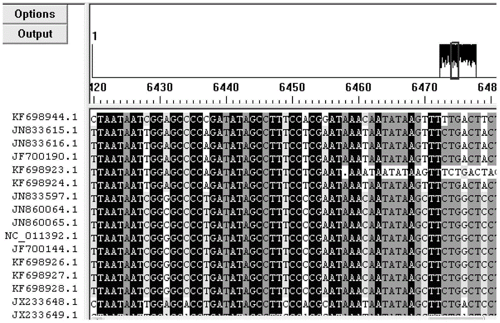 TaqMan probe primer mixture, kit and fluorescent quantitative PCR detection method for quickly identifying bungarus multicinctus blyth