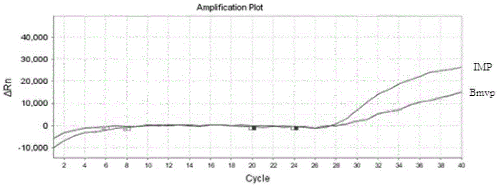 TaqMan probe primer mixture, kit and fluorescent quantitative PCR detection method for quickly identifying bungarus multicinctus blyth