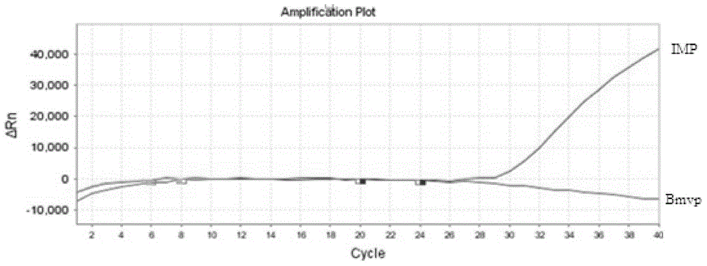 TaqMan probe primer mixture, kit and fluorescent quantitative PCR detection method for quickly identifying bungarus multicinctus blyth